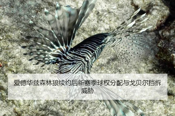 ai-de-hua-zi-sen-lin-lang-xu-yue-hou-xin-sai-ji-qiu-quan-fen-pei-yu-ge-bei-er-dang-chai-wei-xie-3-419.jpg